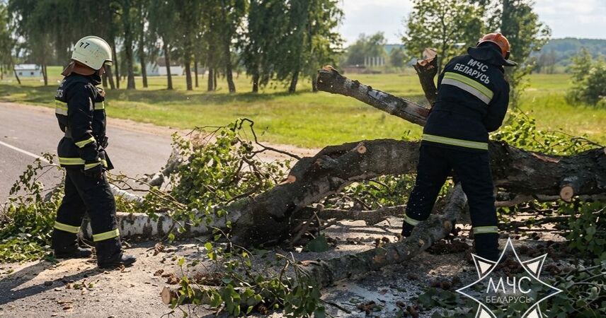 Сотни поваленных деревьев и сорванные крыши: МЧС ликвидирует последствия мощного шторма в Беларуси