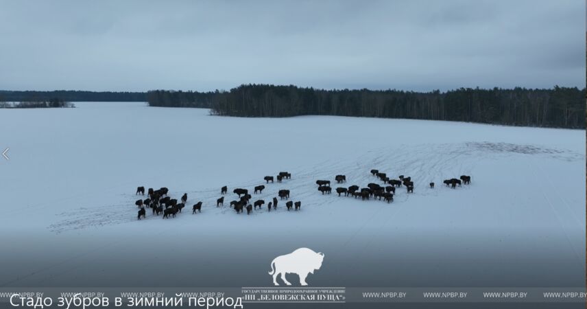 Большая перепись в пуще: сколько зубров сейчас живет в главном лесу Беларуси