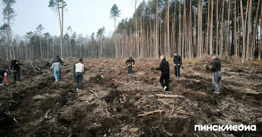 Труд объединяет: в Пинском районе милиция и студенты посадили новый лес
